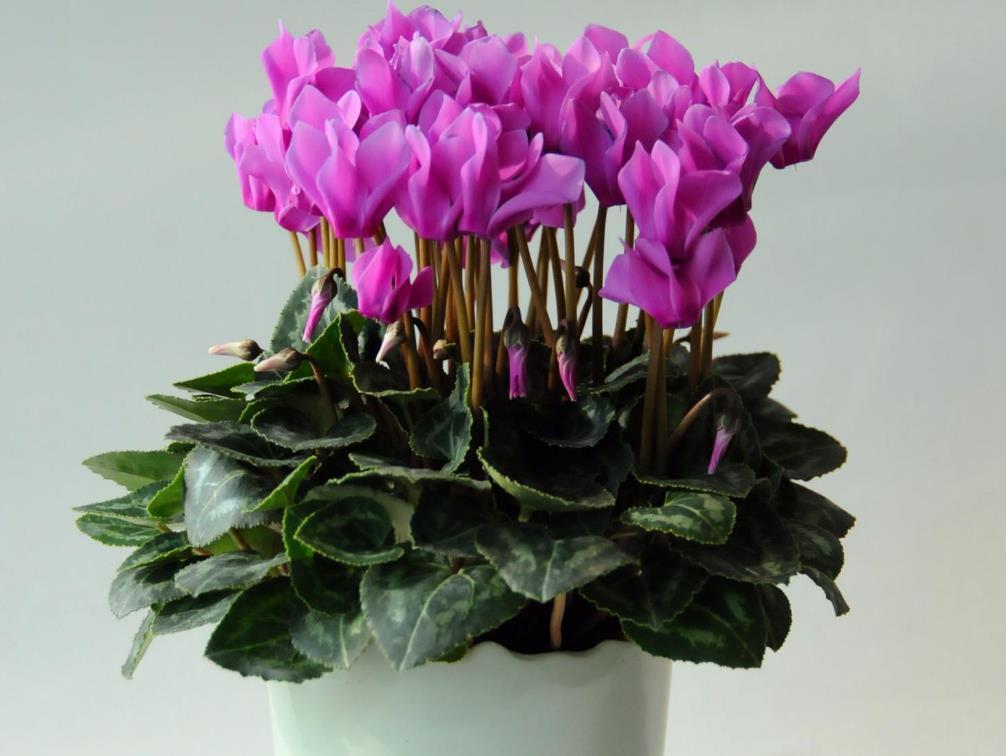 植物|三种花,春天正好养,买回家几天就能盛开