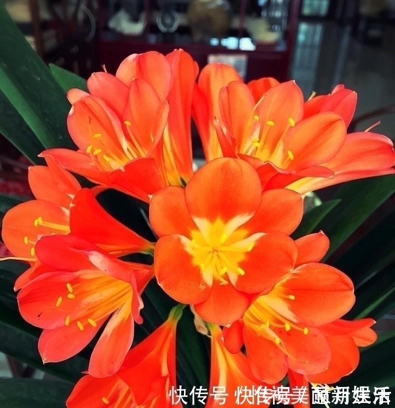 君子兰不长新叶多是这些因素导致这样养,让君子兰快速生长