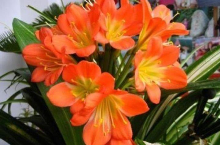 家养4种旺运花,吉祥又喜庆,吉祥富贵,红红火火好运来!