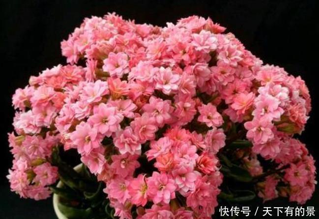 12月底买这5种花最合适，不仅能省钱，而且春节刚好开爆盆！