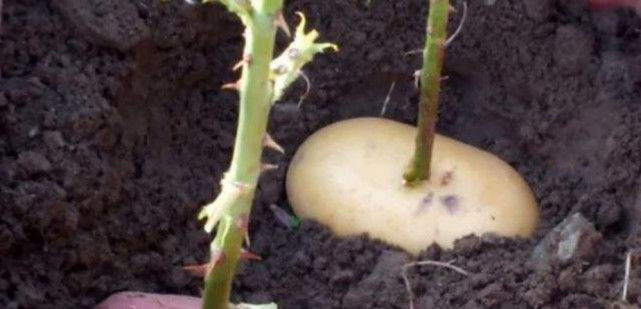 5个不外传的养花绝招,学会后,就足够了