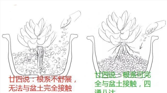 多肉有4种根型,上盆方法各不相同,现配图示意,望帮到新手肉友!