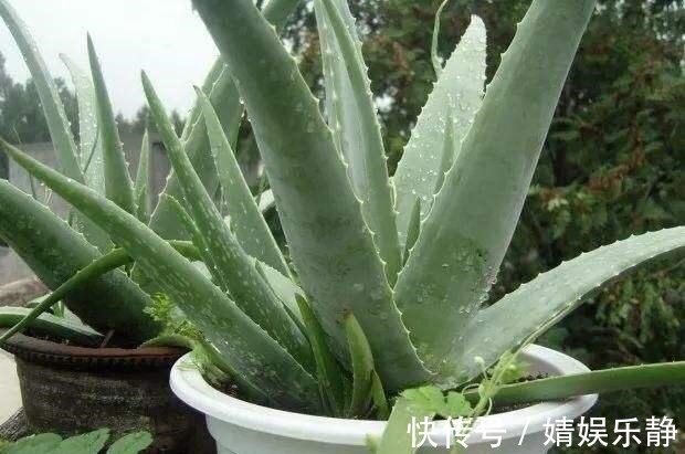翠叶芦荟|养芦荟,盆里浇一种“肥水”,侧芽不停冒,一年长满盆,又开花