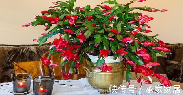 养护|蟹爪兰和长寿花,一起摘叶扦插,使用不同方法扦插,哪一个更好?