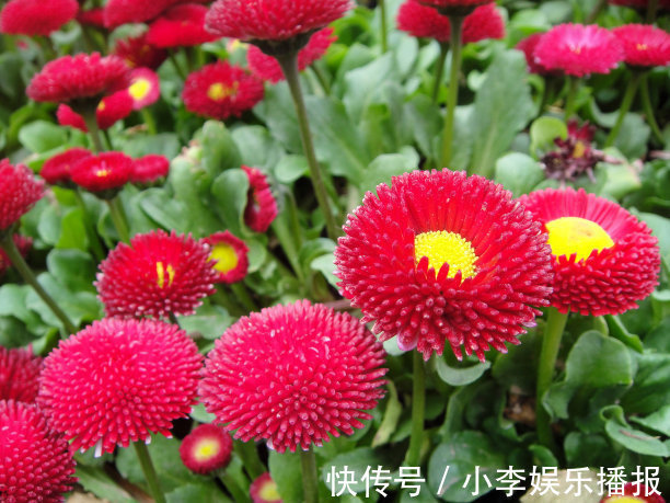 此花花开时光彩夺目,寓意着请相信我,让人有十足的安全感!