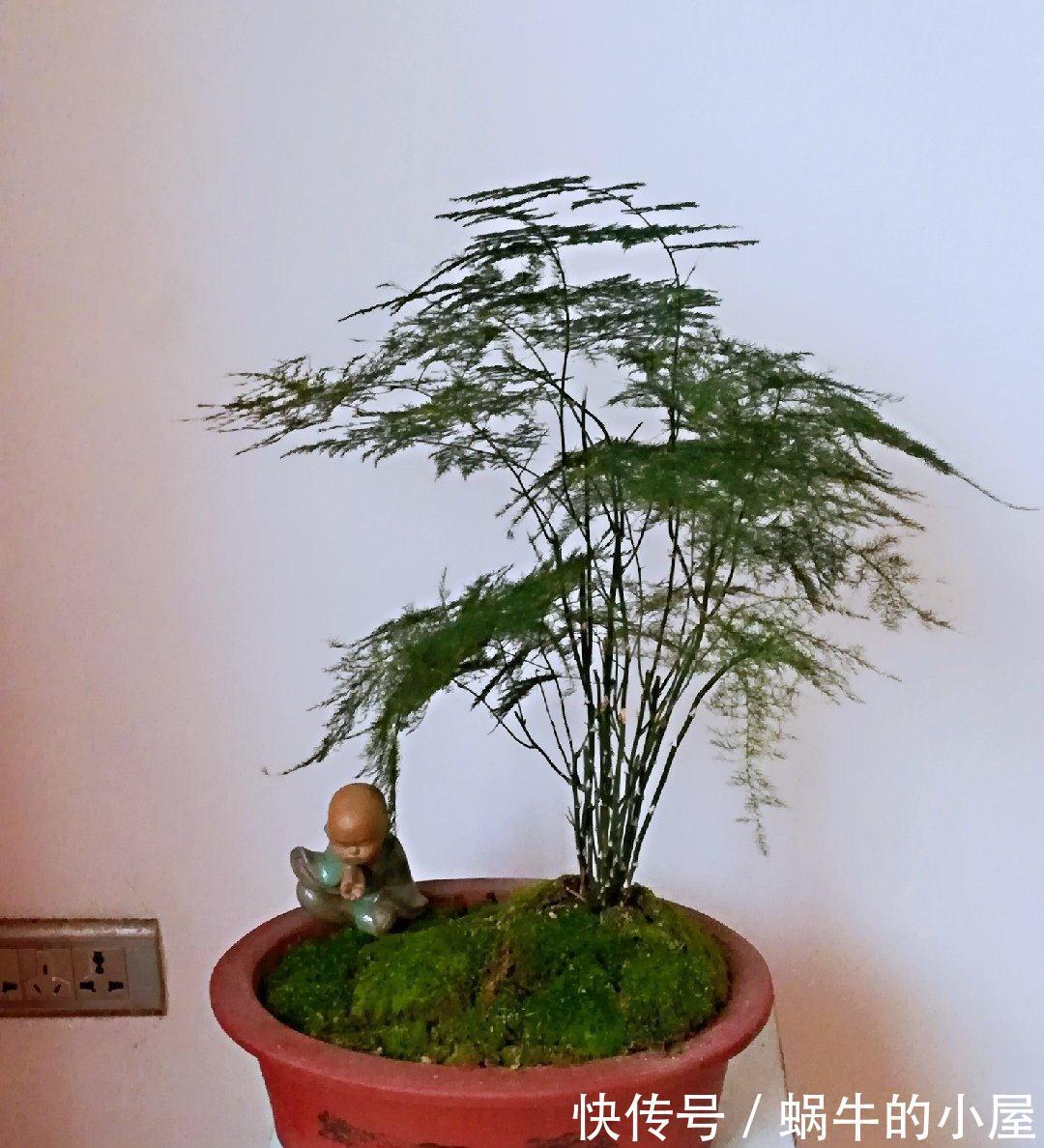 九月养文竹,给它做“三减法”,新枝新笋一起长,养成繁花小盆景