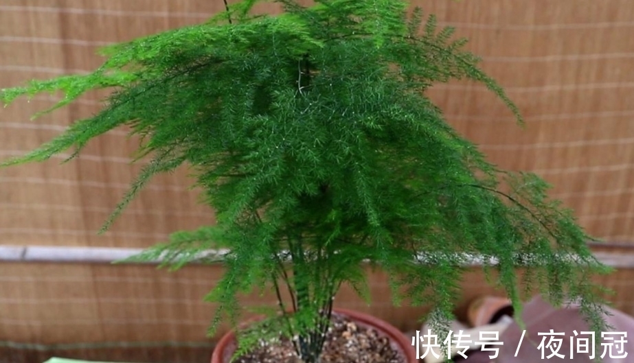 怎样让文竹保持低矮造型?在养护时,只需给它做这几件事