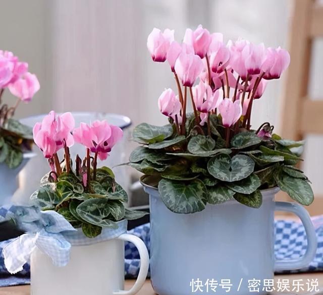 仙客来|被称为“夏必死”的8种花,我却喜欢买一些,因为能“省”不少钱