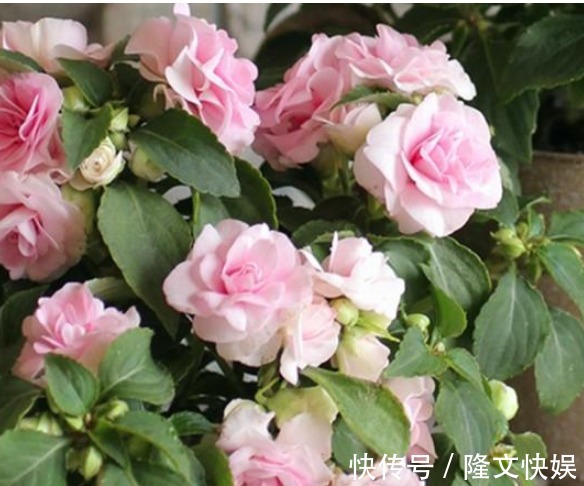 施肥|养花2年,只长叶不开花,你犯了“1个错误”,快改正,花苞冒出来