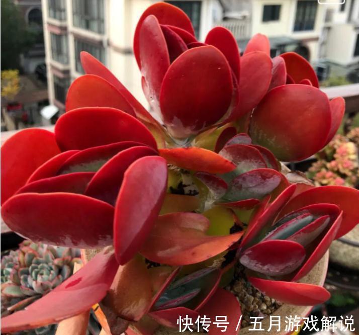 淡雪|推荐新手养的8种多肉,随便一扔都能活,真是新手的福音