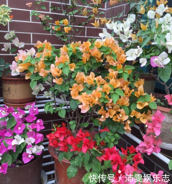 爆盆|养月季、三角梅有技巧,遇到“1种枝条”就剪掉,保证长得更爆盆