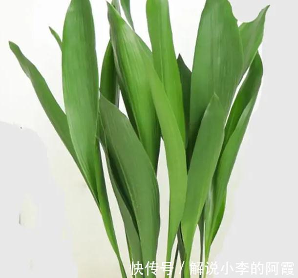 我来告诉你十大好养又有益于身体健康盆栽,室内养花的绝佳选择