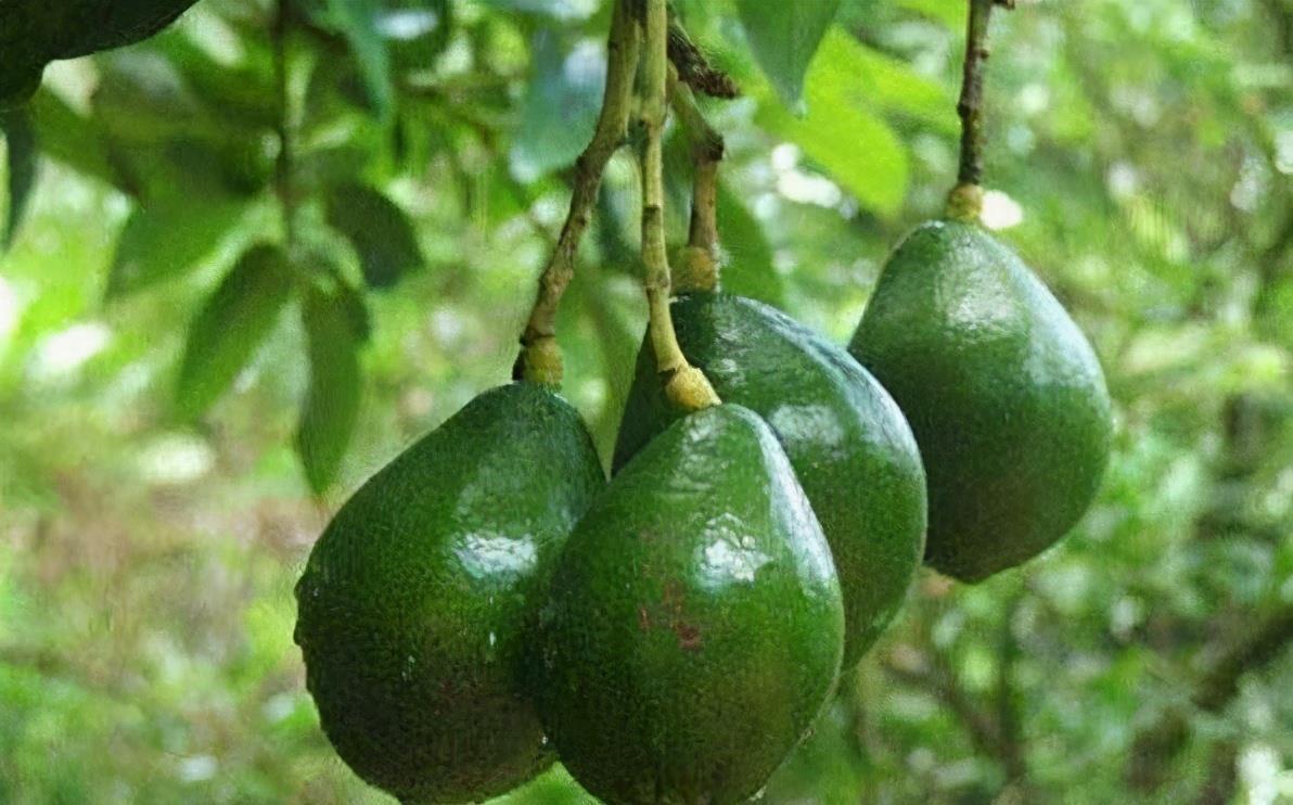 轮流|好食物吃出好身体,3种蔬果轮流吃,排出毒素,滋润肌肤!