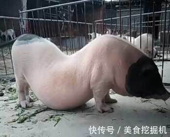 猪仔|母猪怀孕肚子重得拖在地上,这一胎起码怀了20个小猪仔
