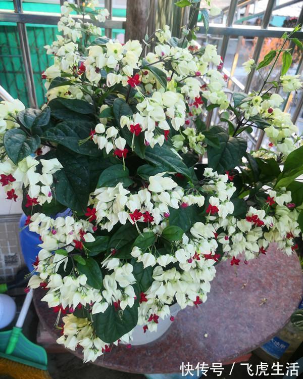 新型观赏花木，夏季盛花，容易成花墙，皮实好养，室内盆栽也可以