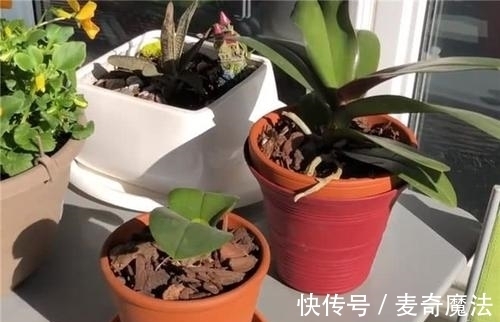 4个养花坏习惯,及时改掉,不然什么花都难养好,你中了几条?