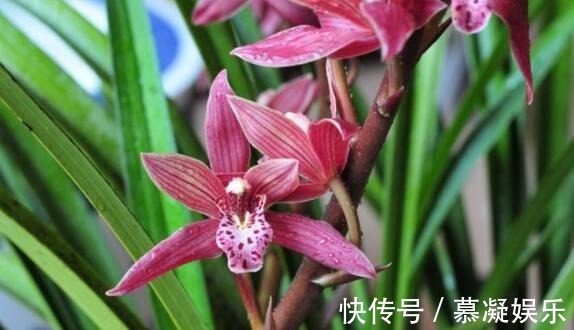 家里墨兰怎么养只要学会3点,开花爆盆,花香一整个季节