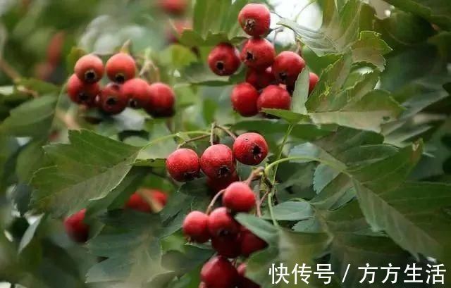 荸荠|子宫“不喜欢”哪些水果?爱吃的女人,趁早在饮食清单中划掉