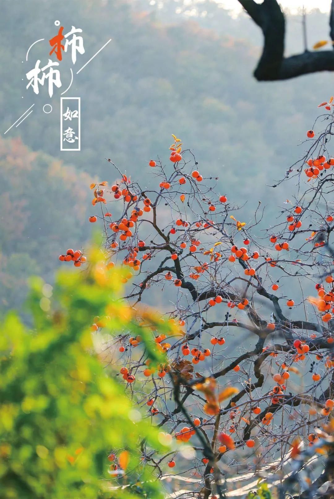 特写|图片特写｜年年岁岁，“柿柿”如意