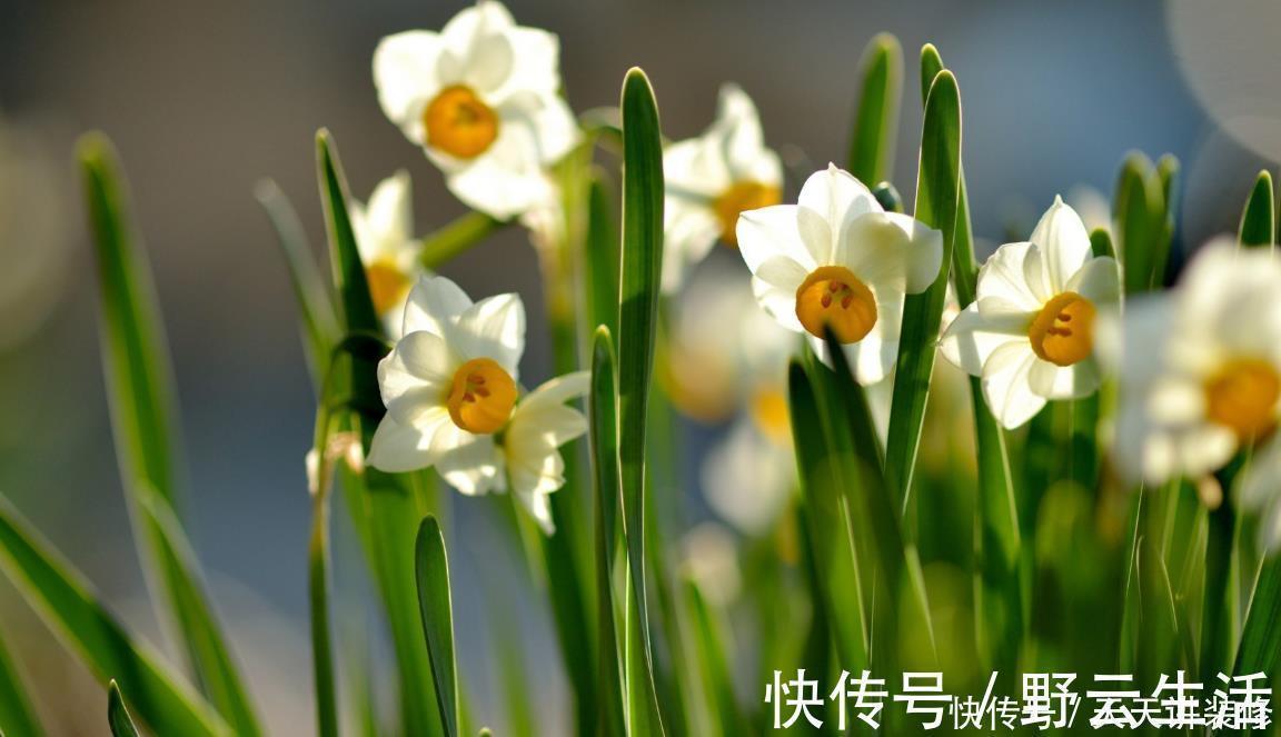 中国传统十大名花你知道多少？各有千秋，看过后就像拥有！