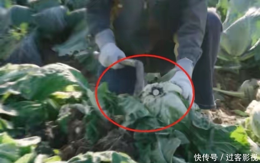 赵丽颖下地干农活状态好,动作麻利力气大,面带微笑超接地气