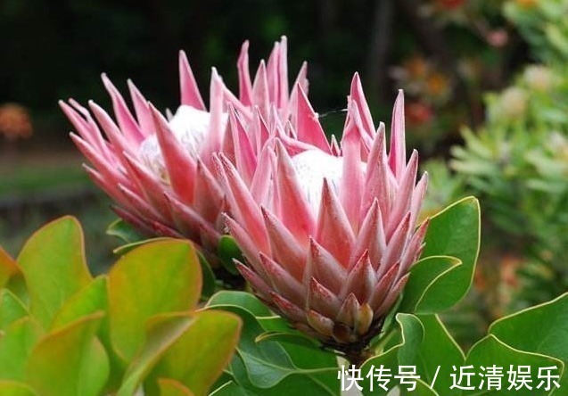 此花被誉为花中之王,是一种花开不败的鲜花!寓意着顽强的生命力