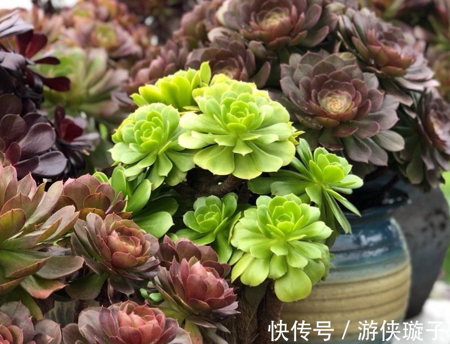 喜欢养多肉，天冷莫错过这3样，好活又漂亮，盆栽上色出状态易