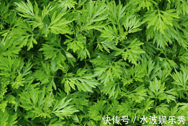 疼痛|七年之病，求三年之艾！1把艾草4味藥，這樣做，改善失眠、腰腿痛