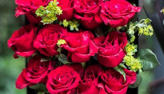 家里玫瑰怎么养只要每天喝“营养水”,开花爆盆,香气十足