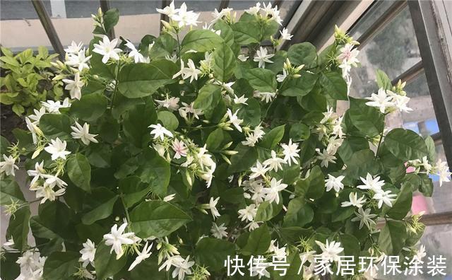 夏天|7种漂亮花,自带“体香”,阳台养一盆,家里就像喷香水