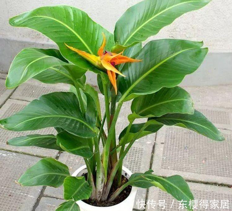 好养|4种花便宜又好养,10元2盆,鲜艳美丽,花型大方美观