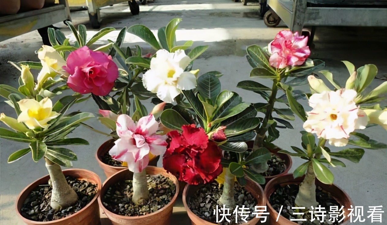 养花|巧用筷子养花,知道该用在什么地方吗?此3处有迹可循