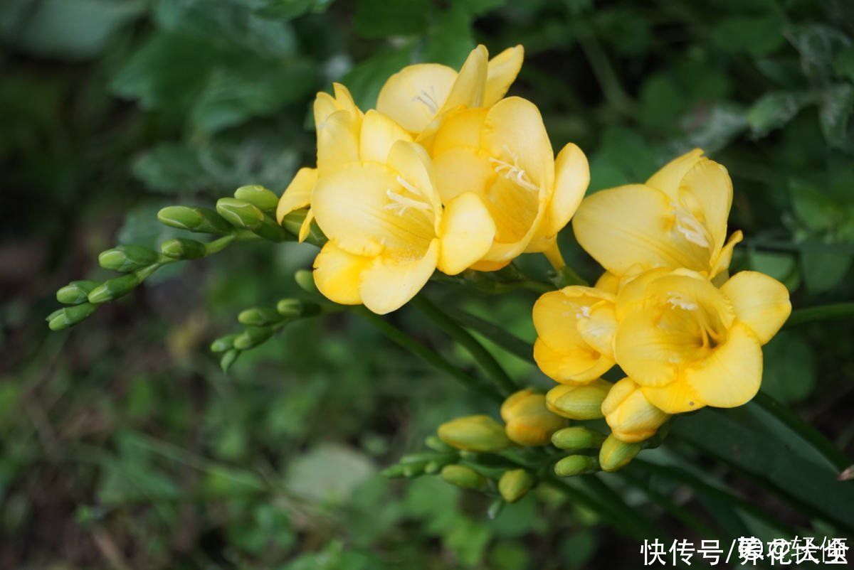 冬天|秋天种下3种花，冬天零下也不怕，明年春天花开满园