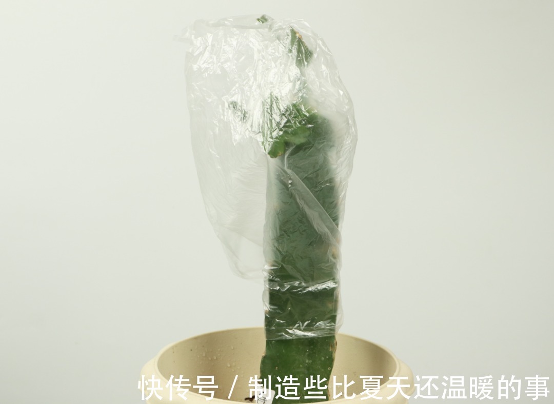 养护蟹爪兰，要注意8个要点，才能开出仙气飘飘花