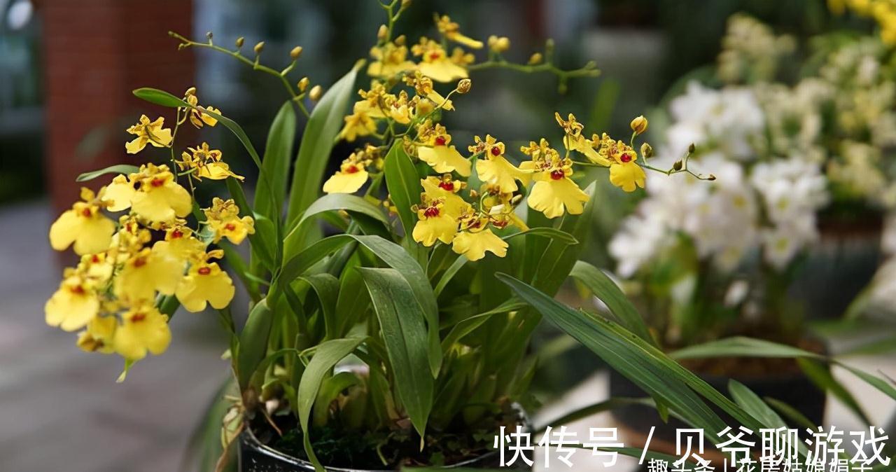 心目中香味比较浓郁的6种兰花,只开1朵就满室飘香,你赞同吗?