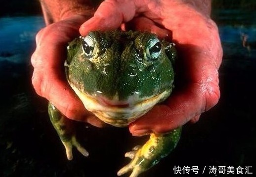 生蚝|这些美味在当地泛滥成灾,在我国却价格不菲,需要人工饲养