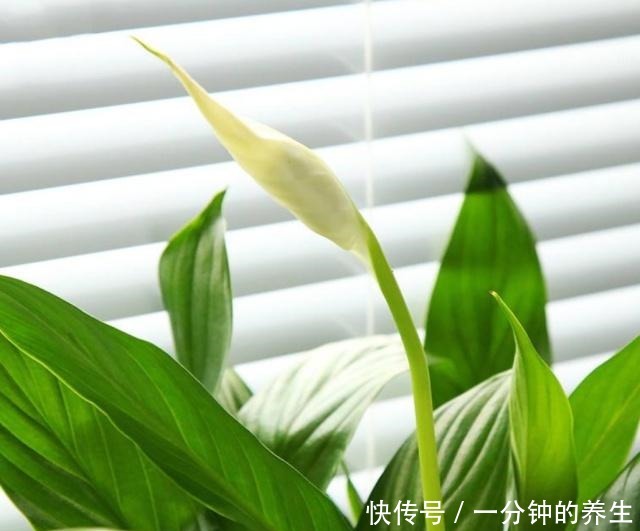 春夏养殖白掌,三个要点掌握好,枝叶青翠,花开不断!