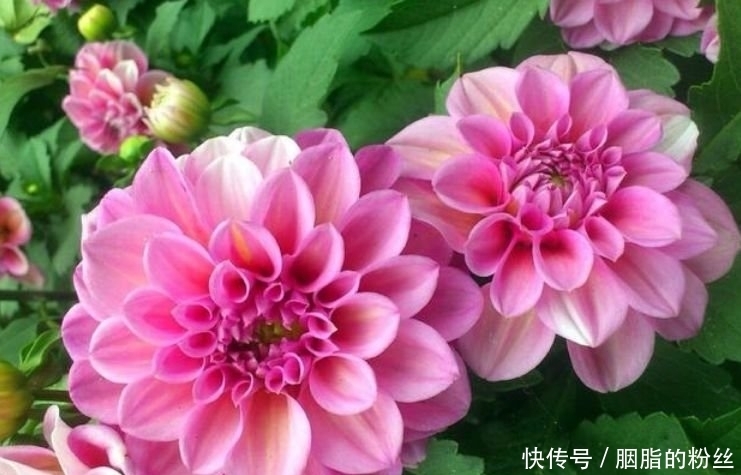 4种“高颜值花”,华贵漂亮,花开富贵、第一种已经被迷住了!