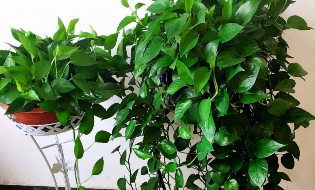 浇水|6种漂亮花,家里可以随便“养”!皮实好养、耐干旱,很容易成活