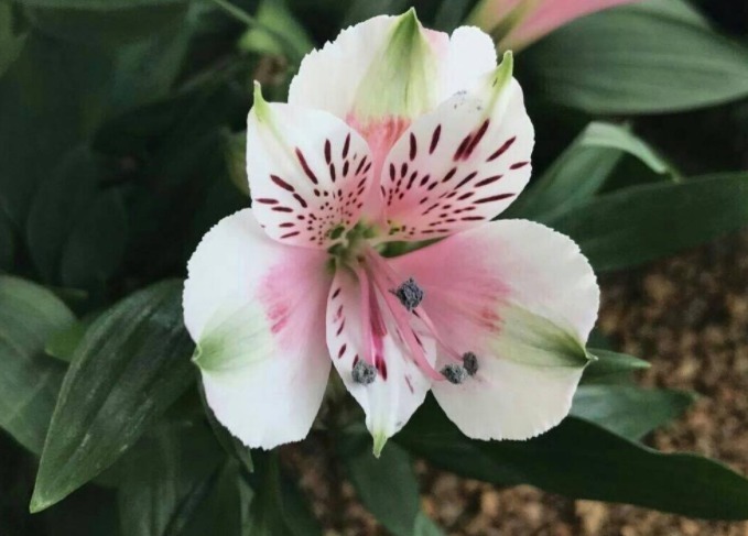 六出花如何养教你3个养护妙招，轻松爆盆，清新绚丽，花多迷人