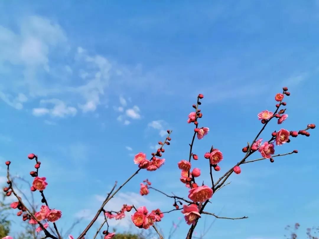 老年|梅花开了！悄悄告诉你宁乡绝佳赏梅圣地