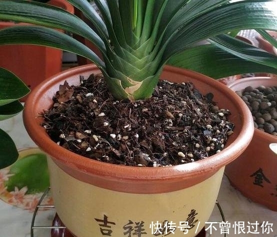 花草|都知道啤酒养花好,然而,没掌握住“浓度配比”却会出大事