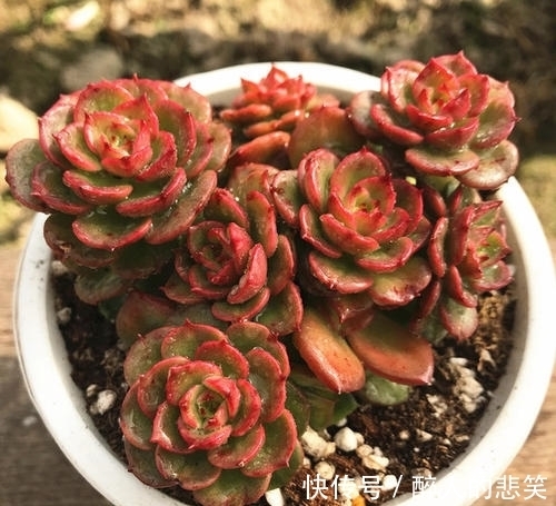 休眠|导致多肉休眠的3个原因，及时避免，不然黄叶又烂根！