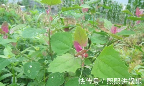 苦菜|被当杂草的野菜，摇身一变成人们哄抢的爆款中草药，了解下