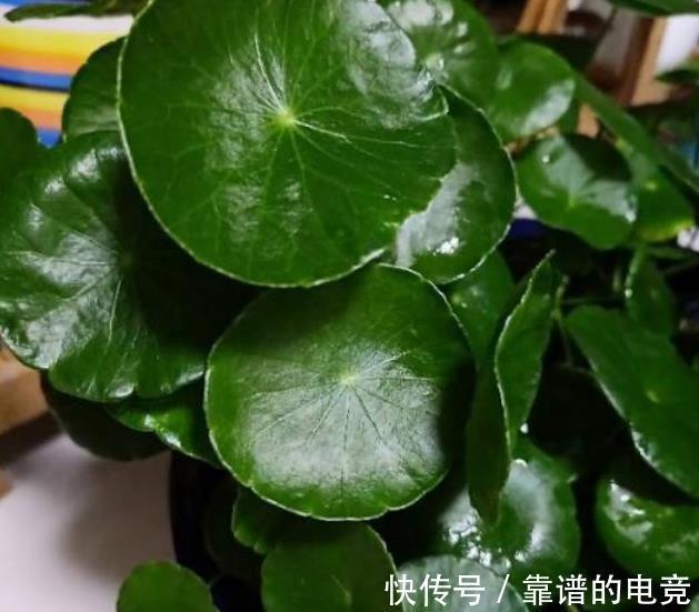 养花盆里加几滴“小东西”，茉莉、茶花不黄叶，30天一次简单有效