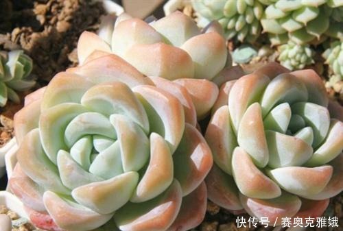 盘点8款胖多肉，颜值高好养护，喜欢多肉一定别错过！