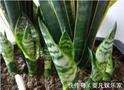 生长期|养金钱树、虎皮兰“抓重点”,每月喂点“出芽肥”,1次冒出5个芽