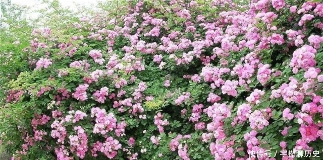 白居易|赏读晚唐两首蔷薇诗,杜牧的灵动美,李商隐的幽深美