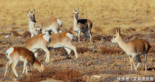  大雁|古人送礼为什么会送一只羊？不光送羊，送大雁的也有