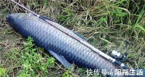 大鱼|夏季守巨物的3个要素，“诱鱼、留鱼、钓鱼”，缺一不可！